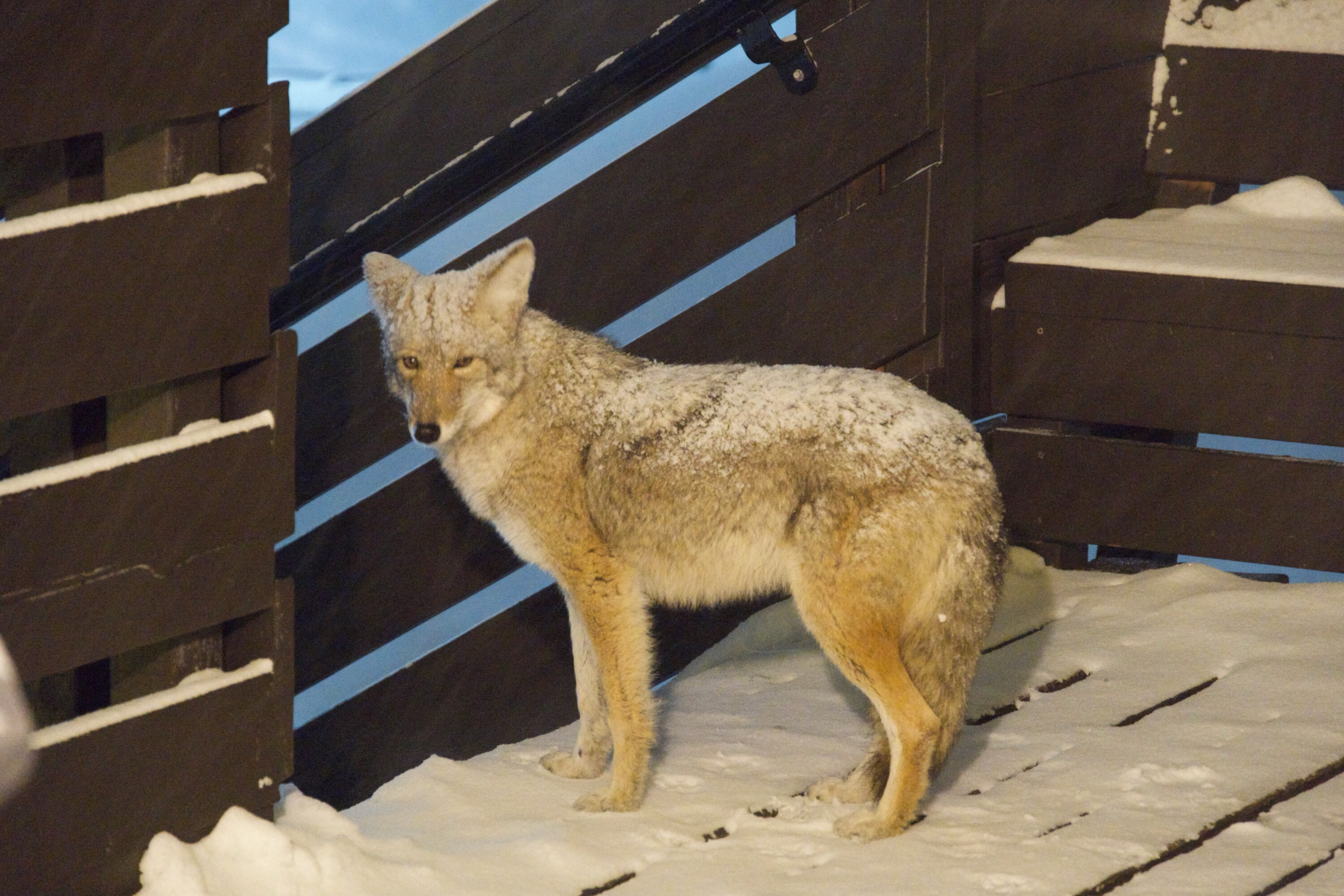 Coyote standing on a snowy deck at Mammoth Lakes.