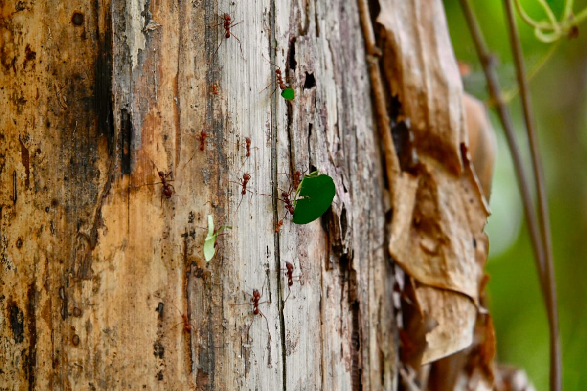 Exploring Carara National Park: A Comprehensive Guide