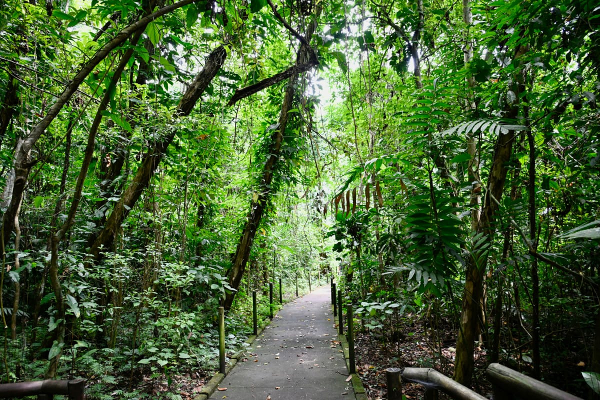 Discover the Wonders of Carara National Park: A Gateway to Costa Rica's Breathtaking Biodiversity.
