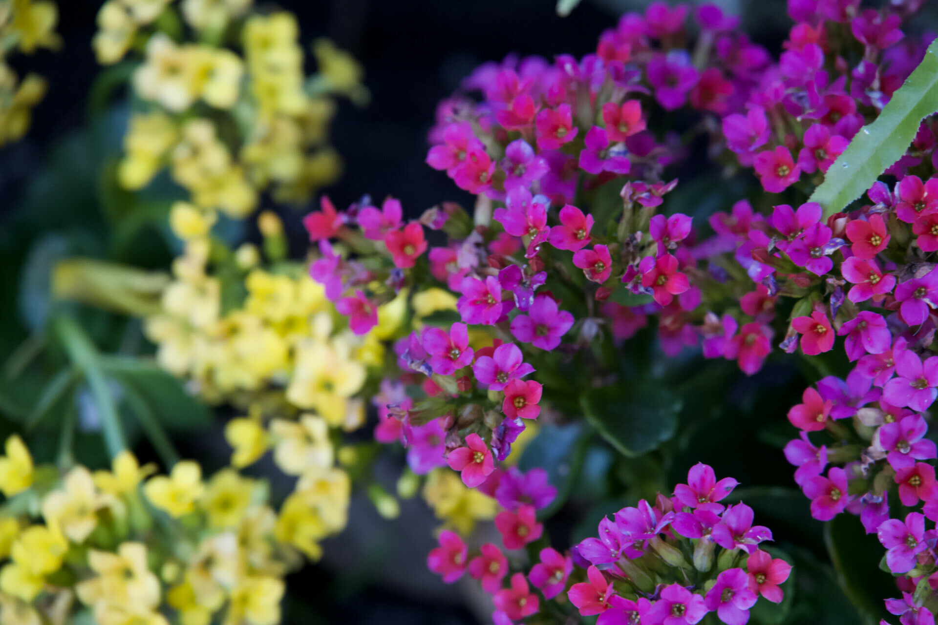 A detailed view of heart-shaped purple violets with yellow stamens and green leaves at Shrine Lake in Pacific Palisades, CA.