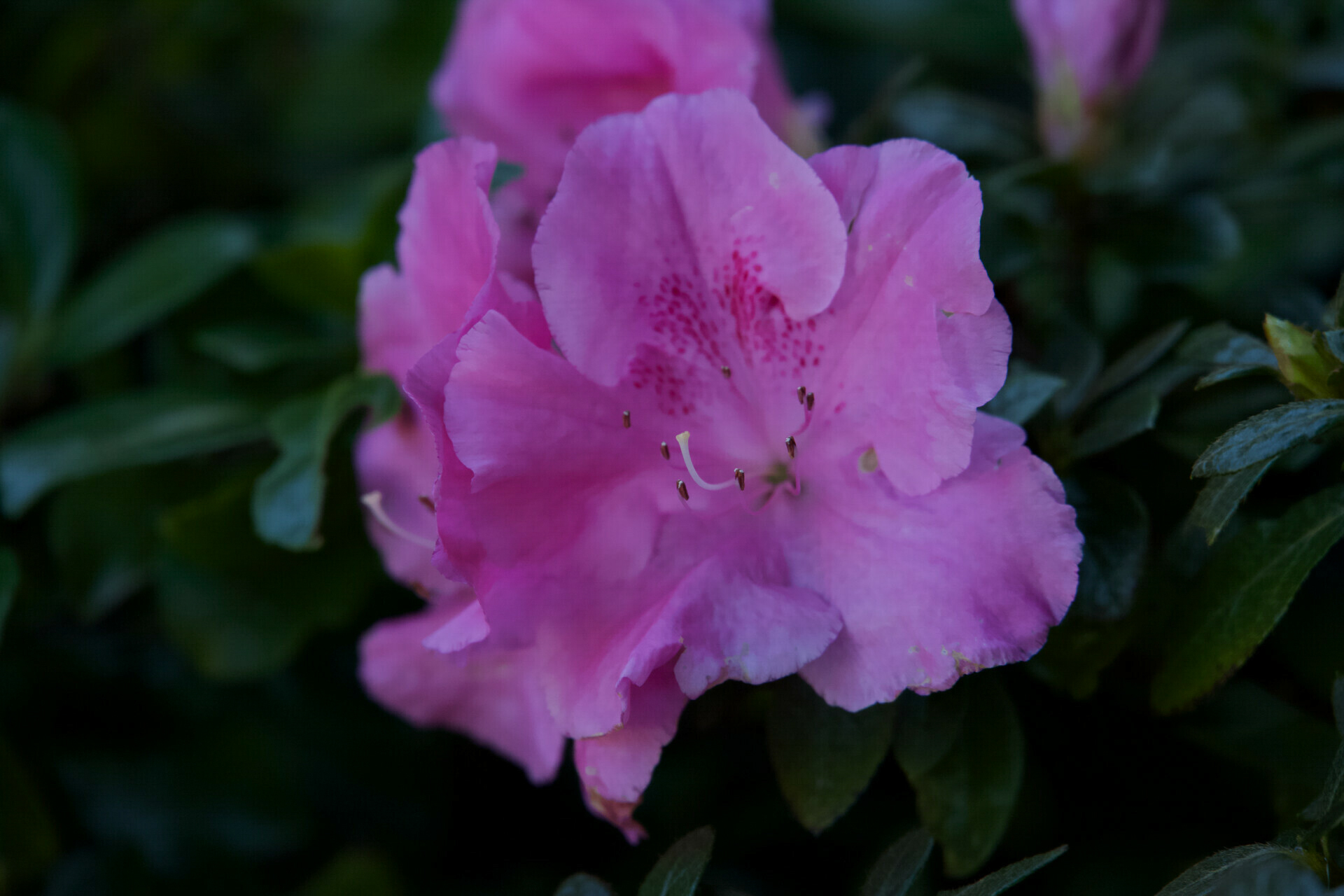 Close-up of a blooming purple Rhododendron simsii with white-edged petals and yellow stamens at Shrine Lake, CA.