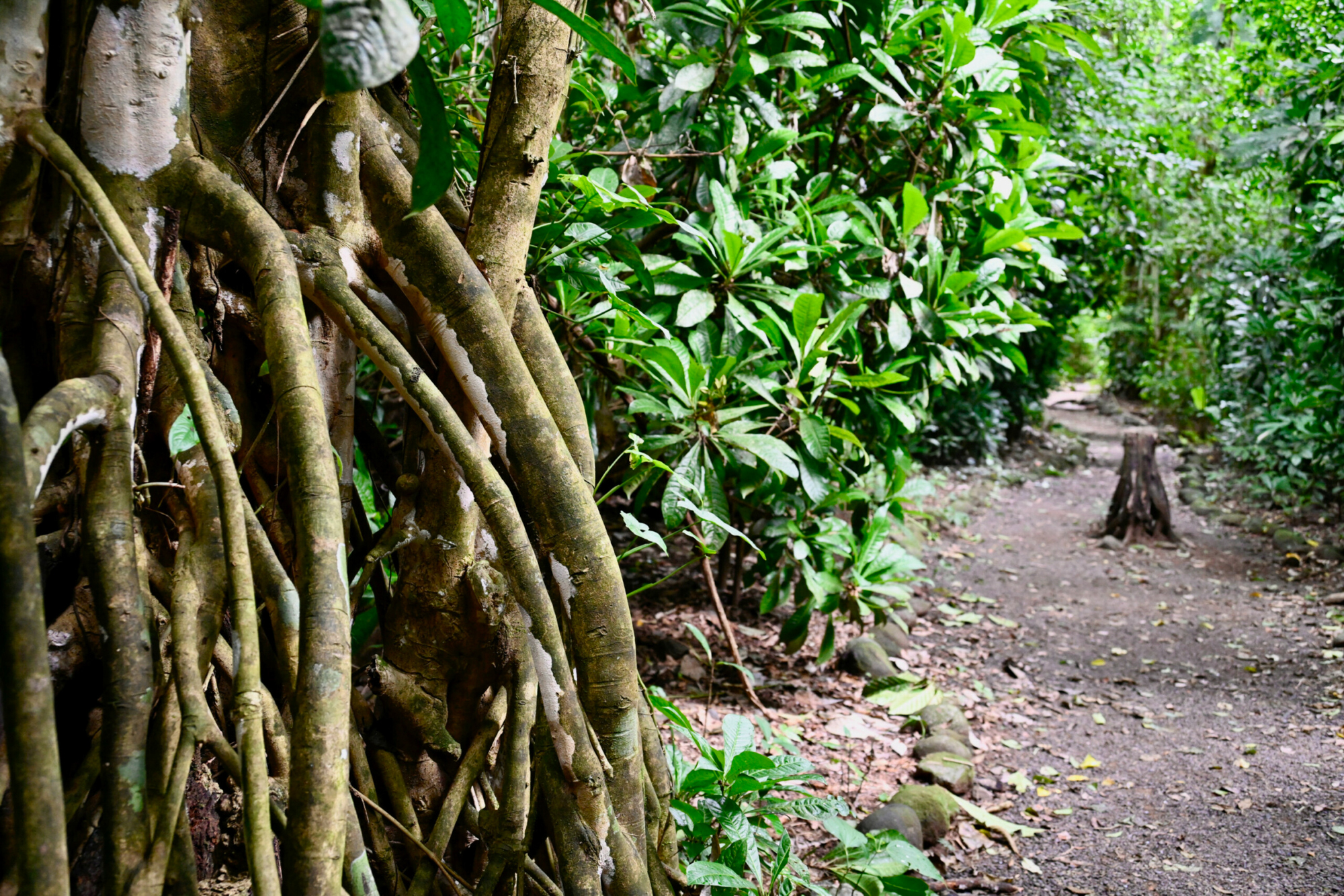 The lush greenery of Carara National Park, captured with a Nikon NIKKOR Z 24-200mm lens, showcases the park's ecosystem.