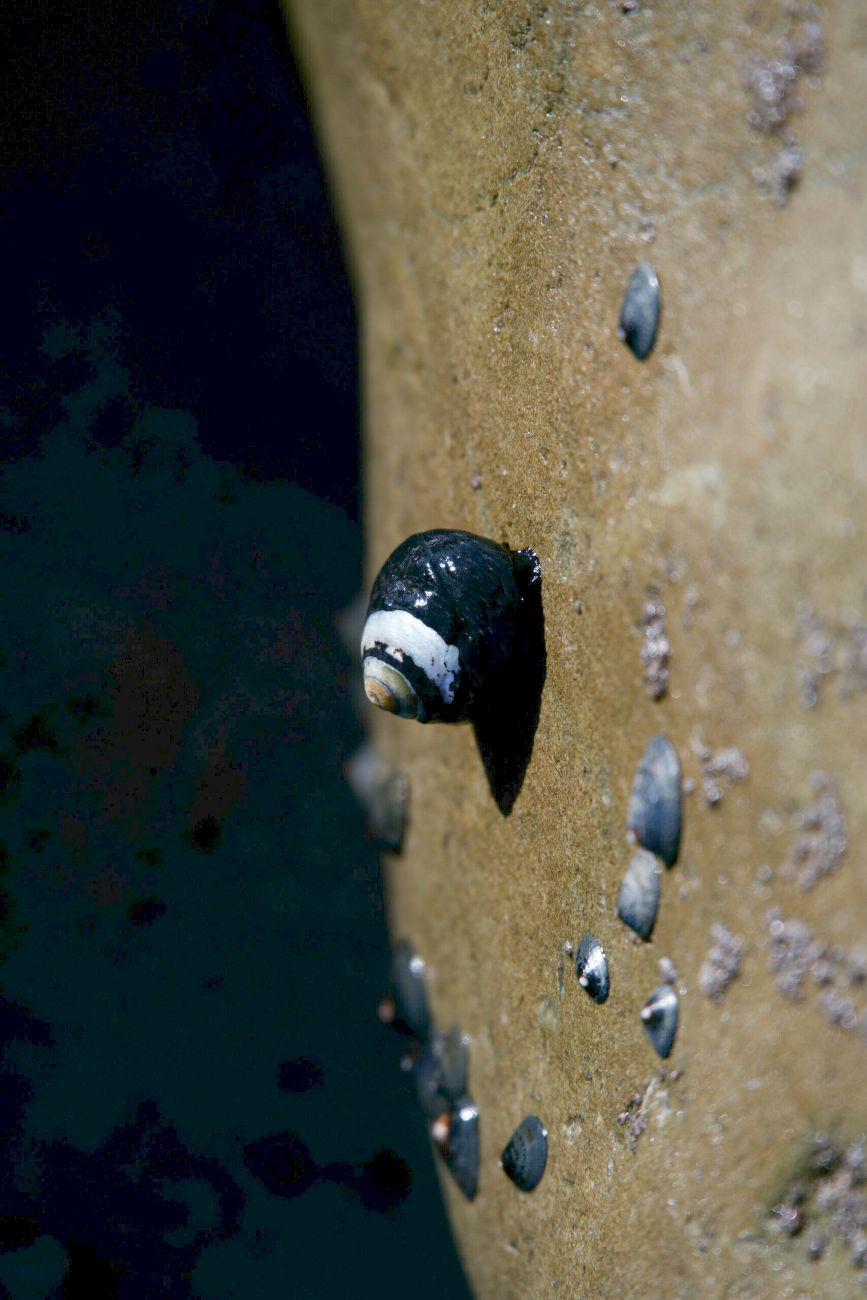 Close-up of a Periwinkle Snail among barnacles on the sunlit rocks of Malibu Beach, California.