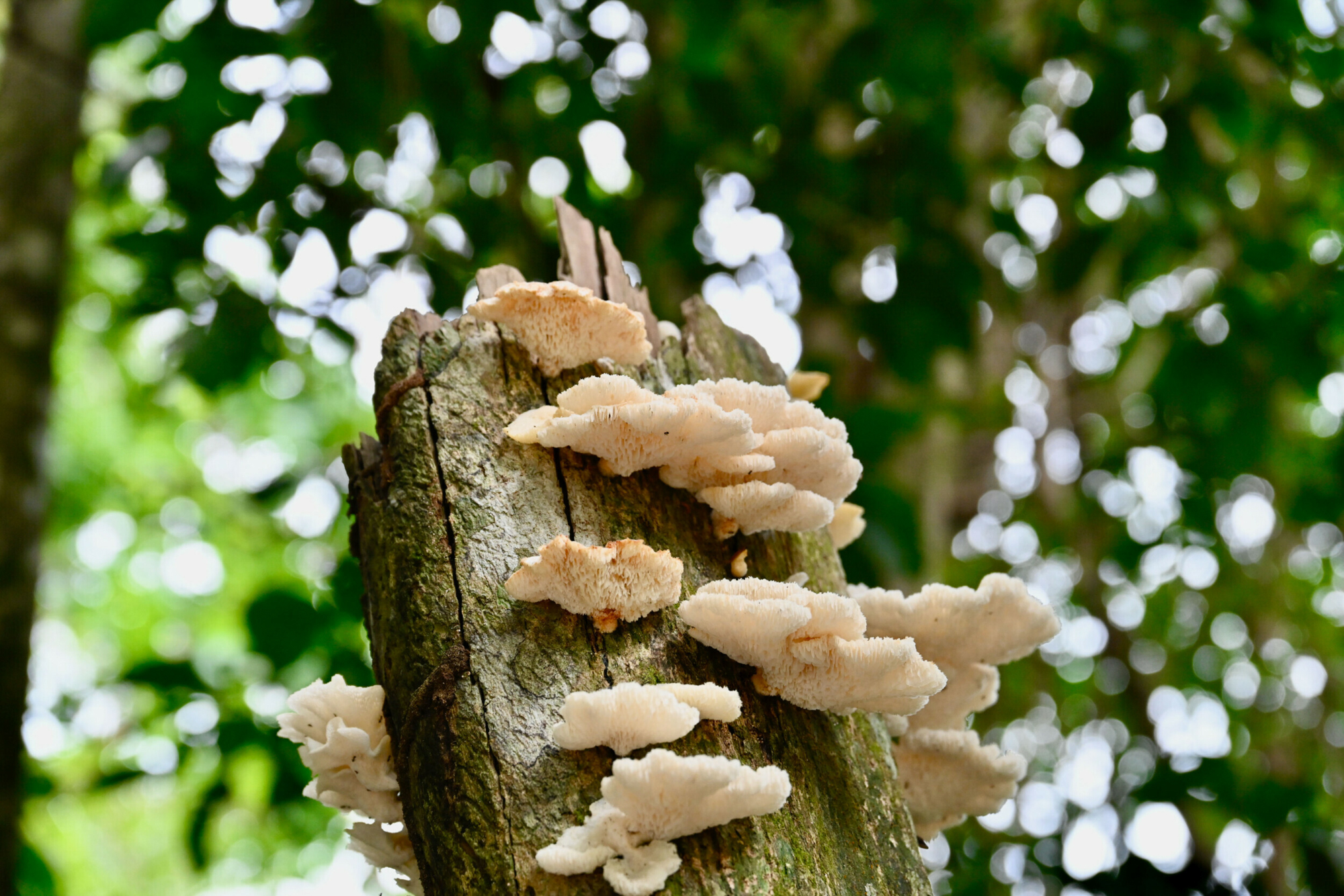 Manuel Antonio National Park - A Costa Rican Jewel