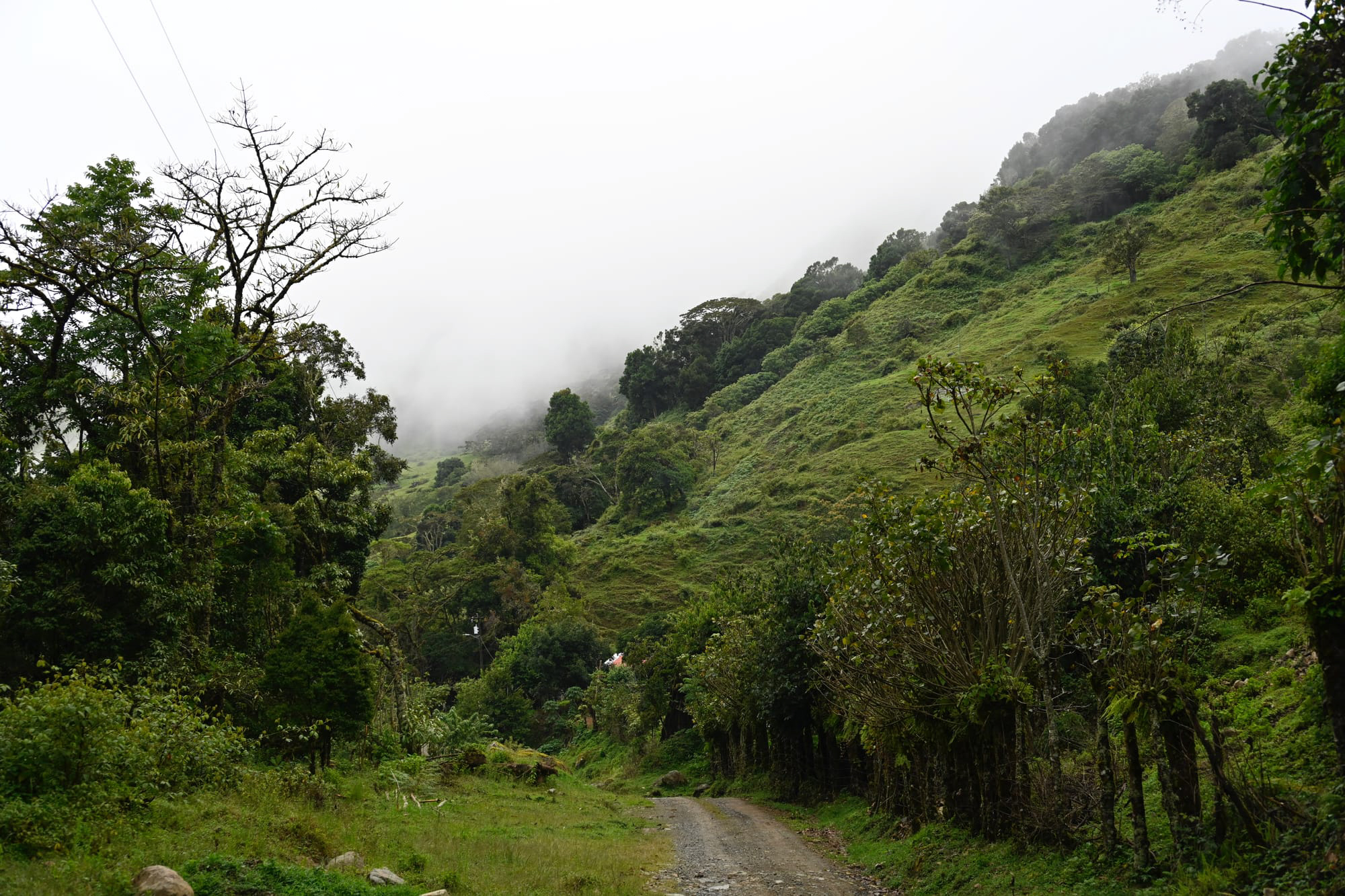 Cloud forest in San Gerardo de Dota, CR, with a dirt road winding through lush greenery and towering trees on a hillside.