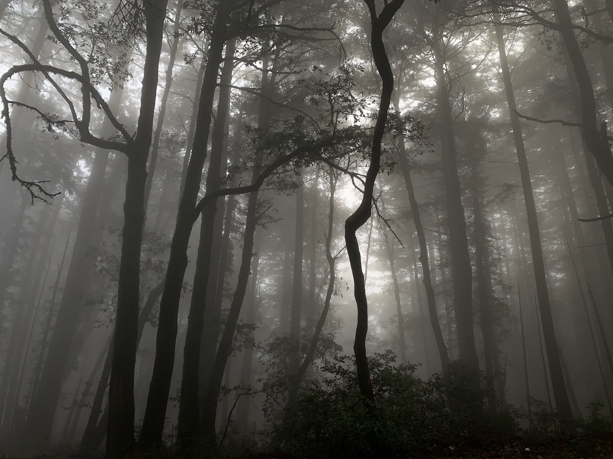 Foggy forest scene in Huddart Park with tall trees and dense foliage, creating a mystical and serene atmosphere.