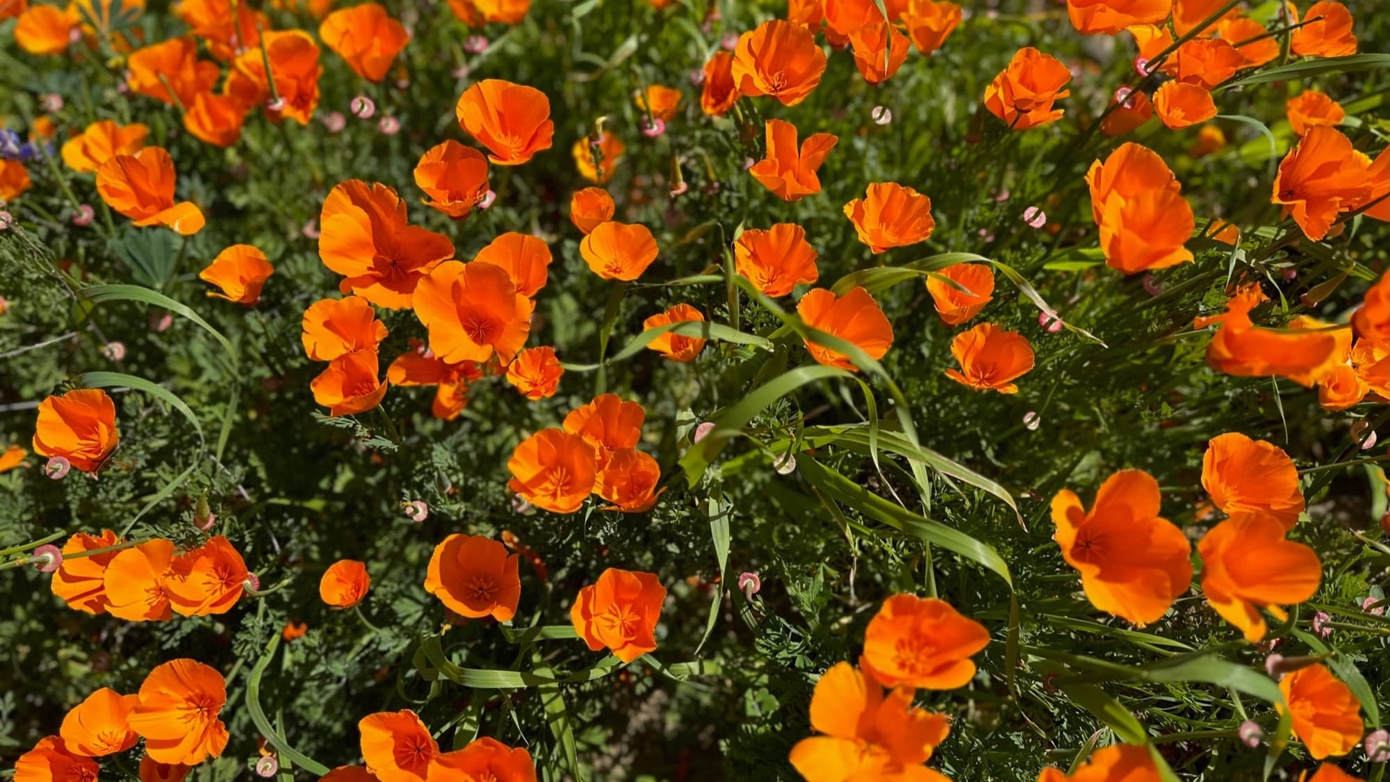 Close-up of bright orange California poppies blooming along the Bane Canyon Loop Trail in Chino Hills State Park.