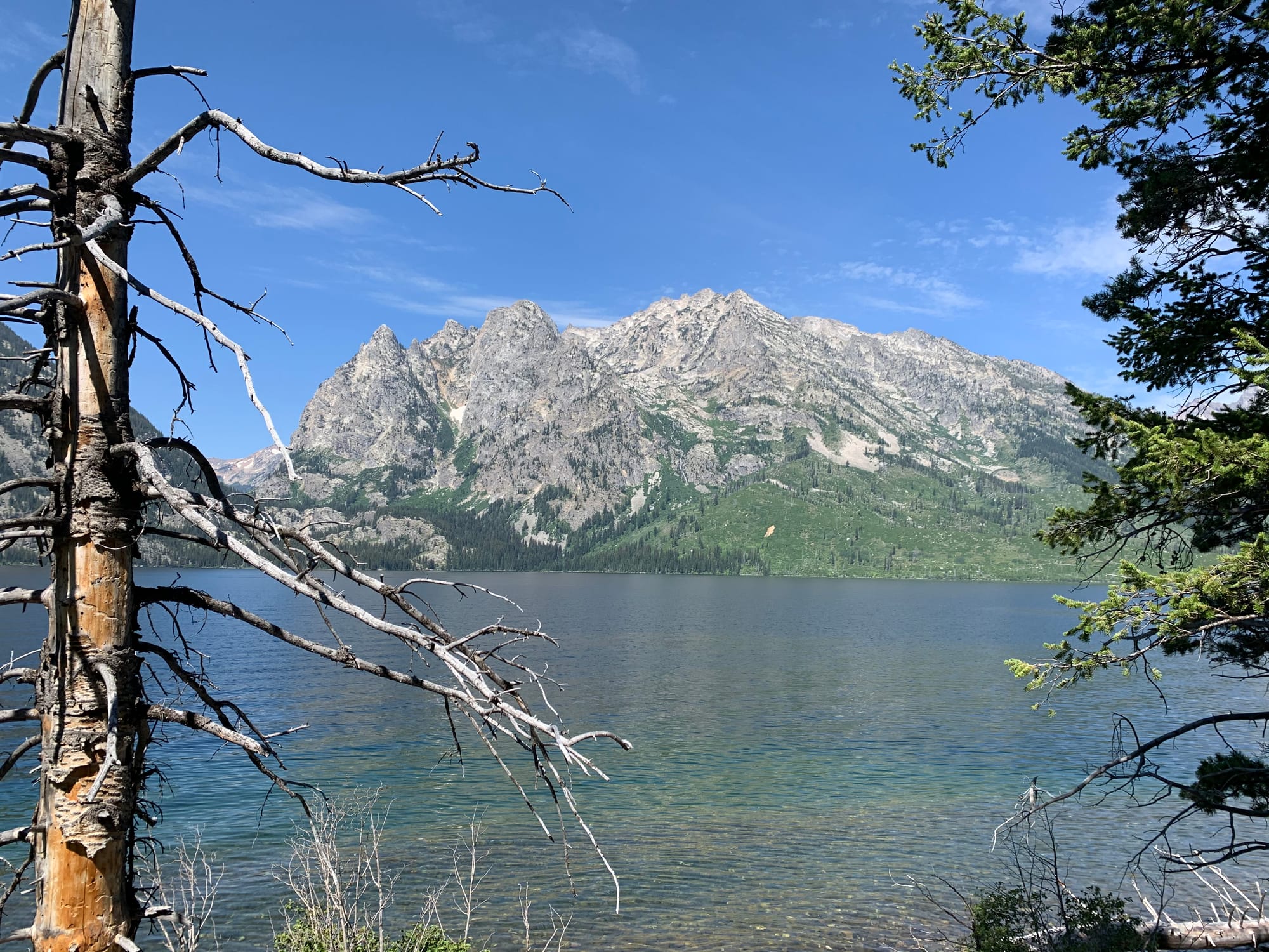 View of Jenny Lake with clear blue water and the rugged peaks of the Teton Range in the background, framed by tree branches.