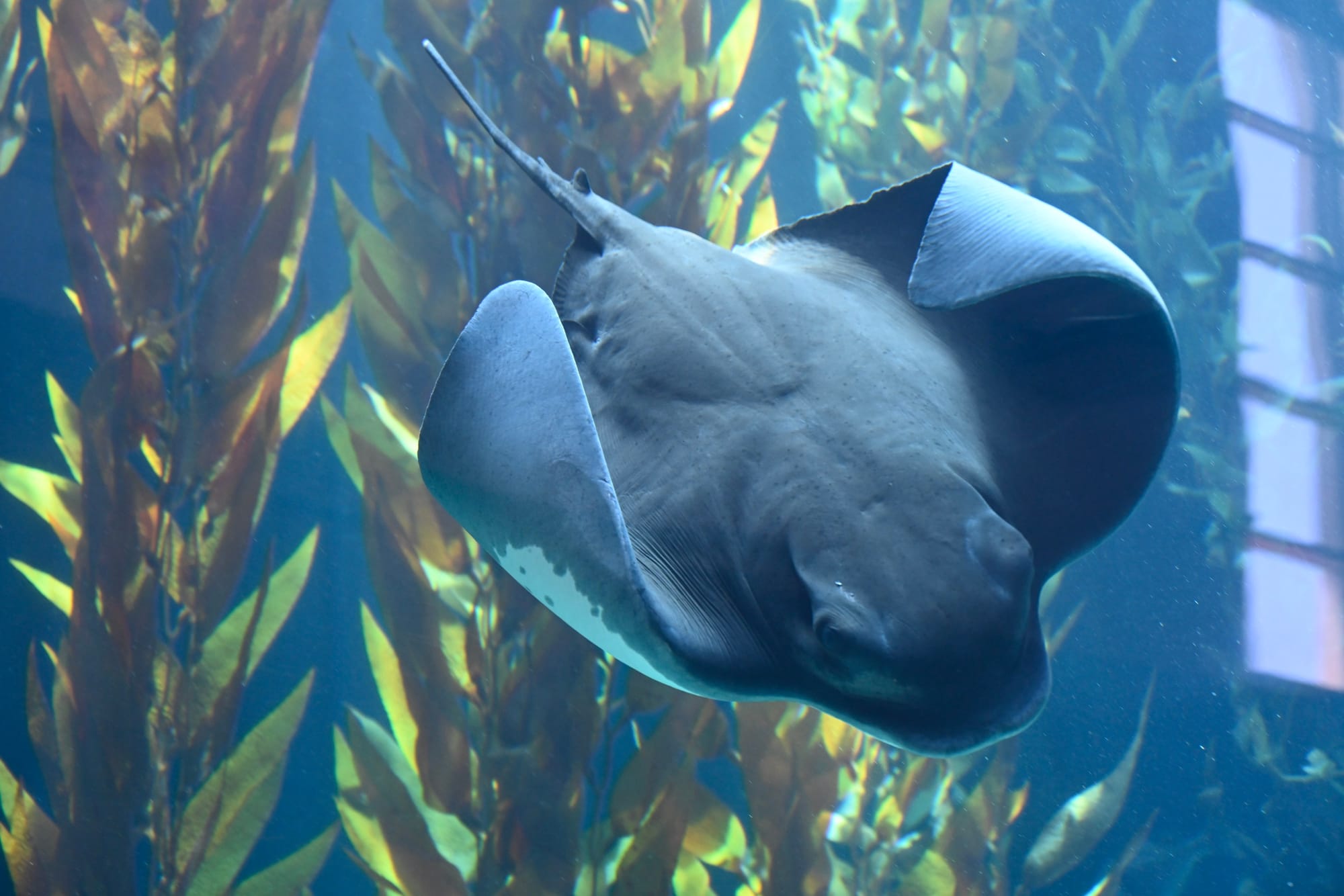 A close-up view of a ray swimming through a kelp forest exhibit at the Aquarium of the Pacific in Long Beach.