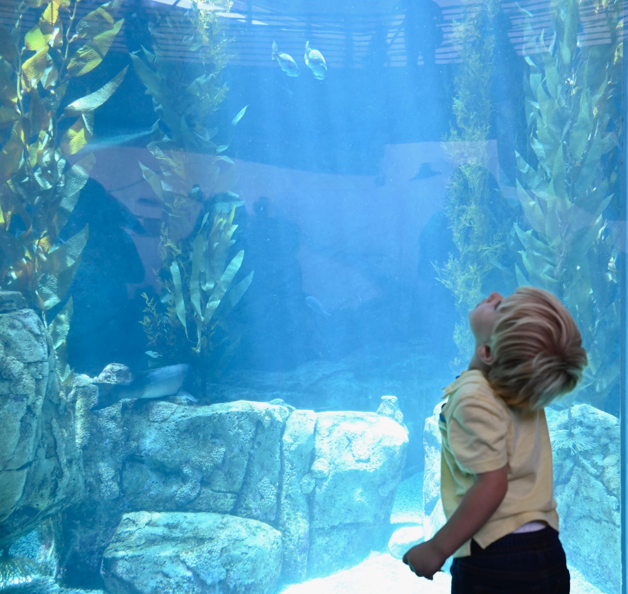 A toddler looking up at an aquarium exhibit filled with fish and aquatic plants at the Aquarium of the Pacific.