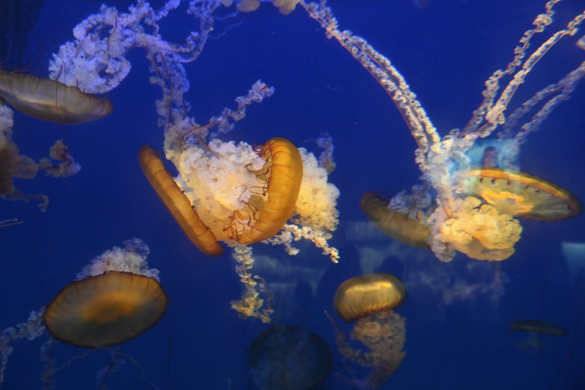 Several jellyfish with translucent bodies and flowing tentacles in a blue-lit tank at the Aquarium of the Pacific