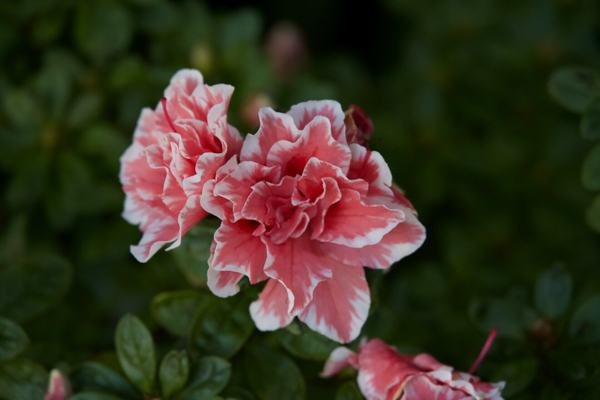 Vivid pink and white azalea flowers in full bloom at Shrine Lake Garden in Pacific Palisades, CA