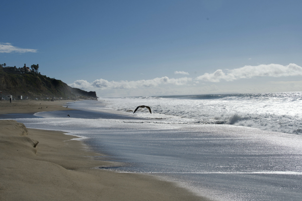 A bird in flight over the sparkling waves at Zuma Beach, Malibu, with cliffs in the distance under a clear blue sky.