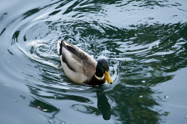 A mallard duck swimming in Shrine Lake at the Self-Realization Fellowship Lake Shrine in Pacific Palisades, California.