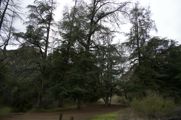 Lush greenery of Malibu Creek State Park with towering trees and clear trails, perfect for a nature retreat.