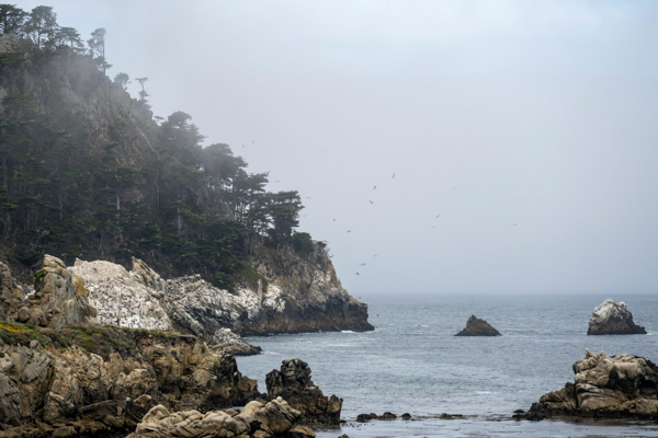 Pebble Beach Revelado: Pájaros en Vuelo Sobre Acantilados Envuelto en Niebla