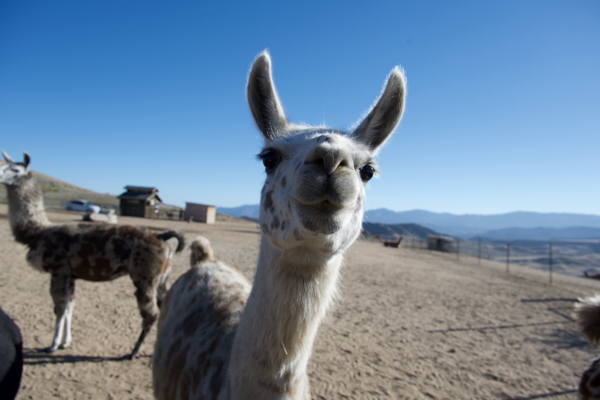 Lebec, California: A Gem in Kern County