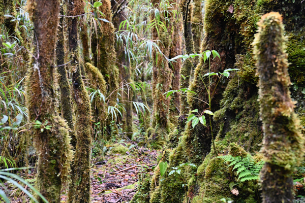 Journeying Through the Clouds: An Adventurer's Guide to Los Quetzales National Park