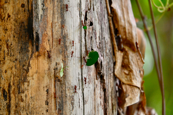 Leafcutter ants carrying leaf pieces across a tree bark in Carara National Park, Costa Rica.