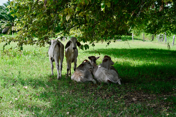 Cows resting under the shade of a tree in a lush Costa Rican pasture in Pueblo Nuevo, Puntarenas Province.