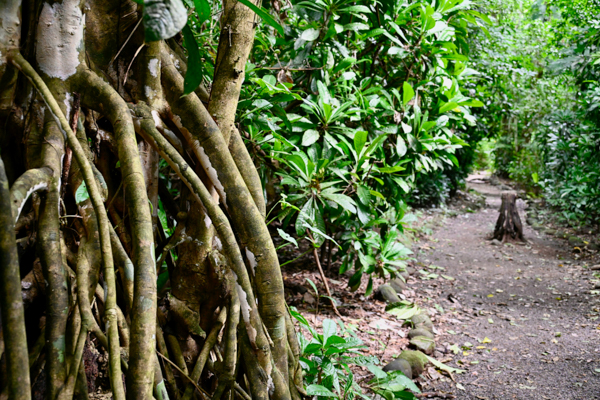 The lush greenery of Carara National Park, captured with a Nikon NIKKOR Z 24-200mm lens, showcases the park's ecosystem.