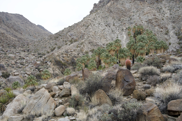 The 49 Palms Oasis Trail in Joshua Tree National Park