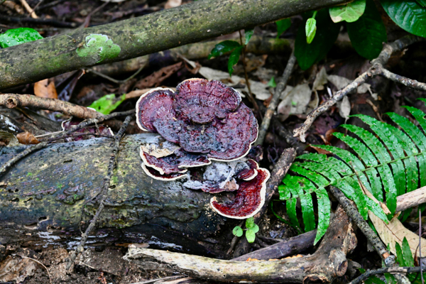 Photograph of Turkey Tail with concentric rings of brown and tan thriving among ferns on the forest floor in Carara Park.