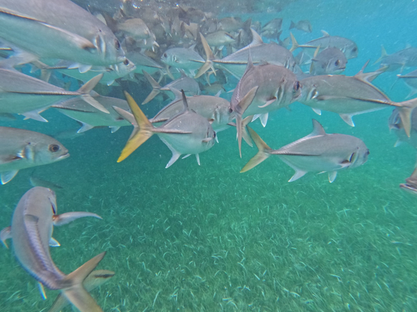 A school of silver fish swimming in the clear, turquoise waters of Ambergris Caye surrounded by lush underwater vegetation.