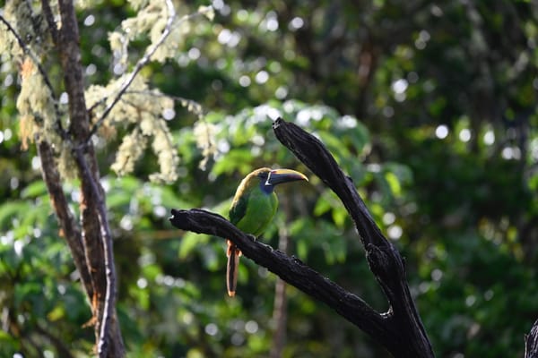 Vibrant green toucan, spotted in Costa Rica's San Gerardo, perches on a branch.