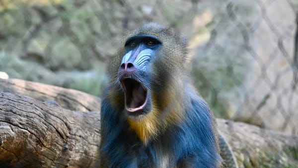 Mandrill yawning while sitting on a log at San Diego Zoo, showcasing its colorful face.