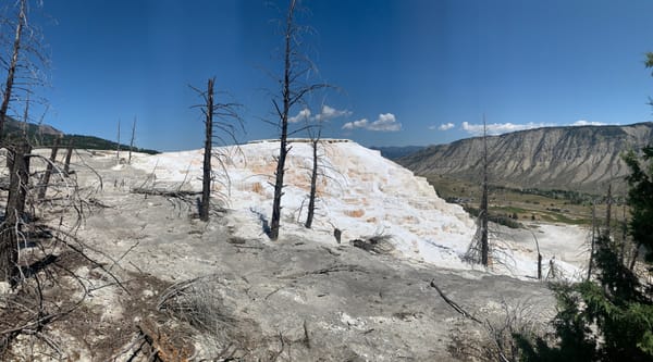 Terraces of Mammoth Hot Springs at Yellowstone National Park with dead trees and distant mountains in the background.