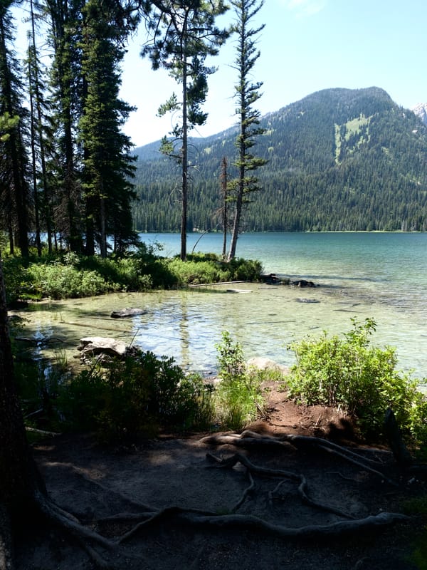 A serene view of a lake with clear water and lush trees at the edge, surrounded by forested hills in Grand Teton NP.