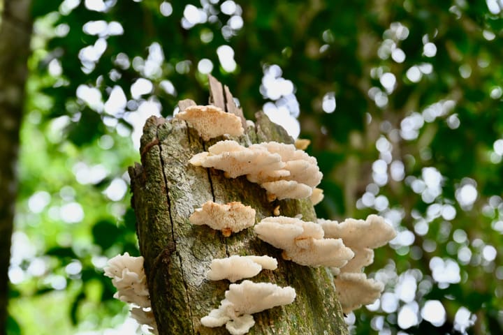 Manuel Antonio National Park: A Complete Guide